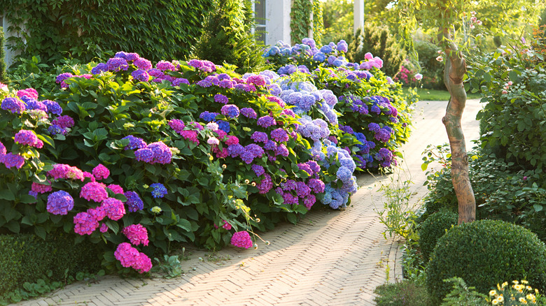 Hydrangea bushes along a home's walkway