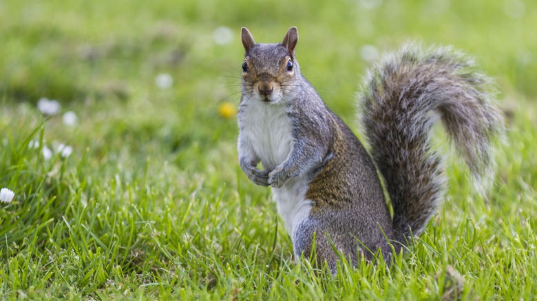 A squirrel standing in the grass