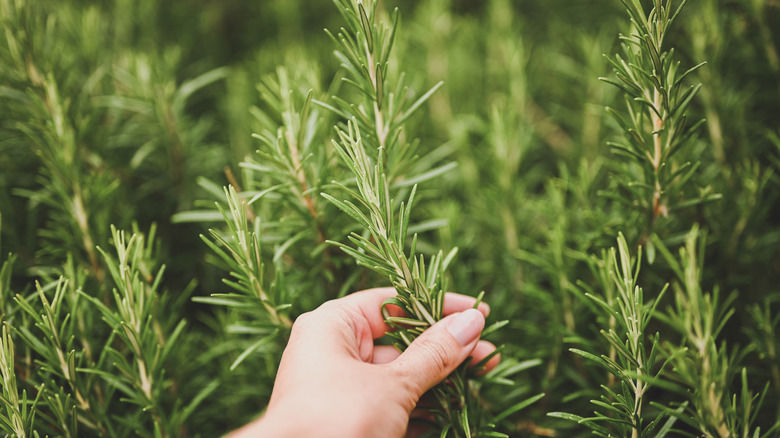 A hand inspects a sprig of rosemary on a rosemary bush