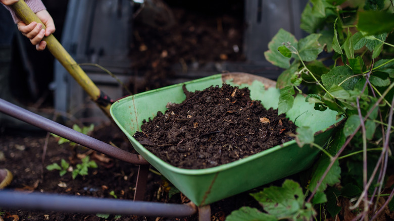 People prepping compost for garden use in a green wheelbarrow