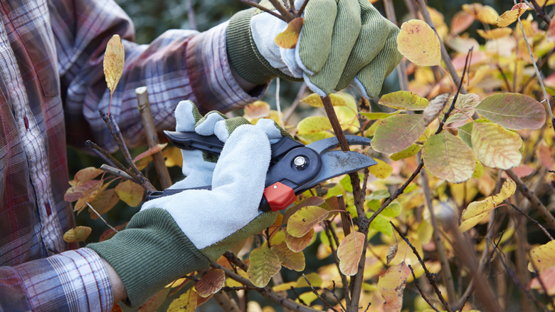 Gloved hands using pruning shears to trim the end of a fall-colored bush