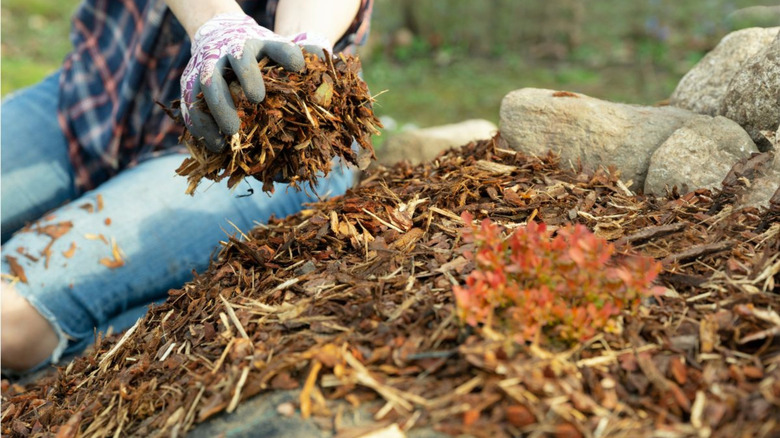 Gloved hands placing mulch and leaf litter around a small fall-colored plant