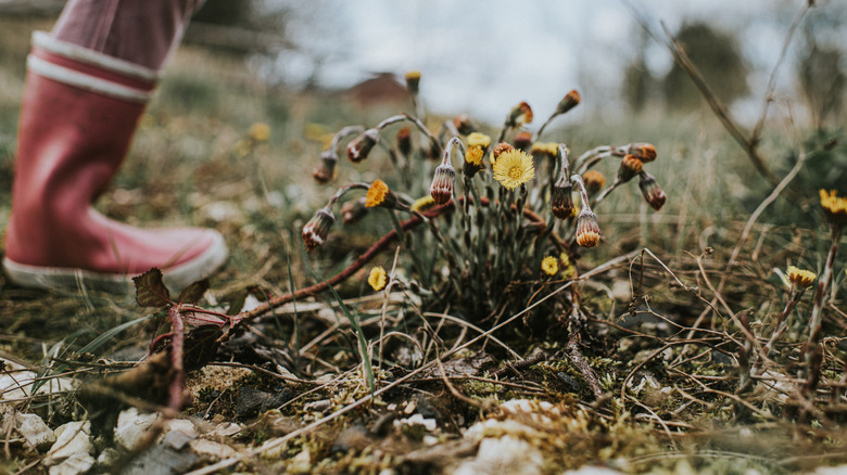 Dying plants with some yellow flowers still holding on with a person's red rain boot in the background