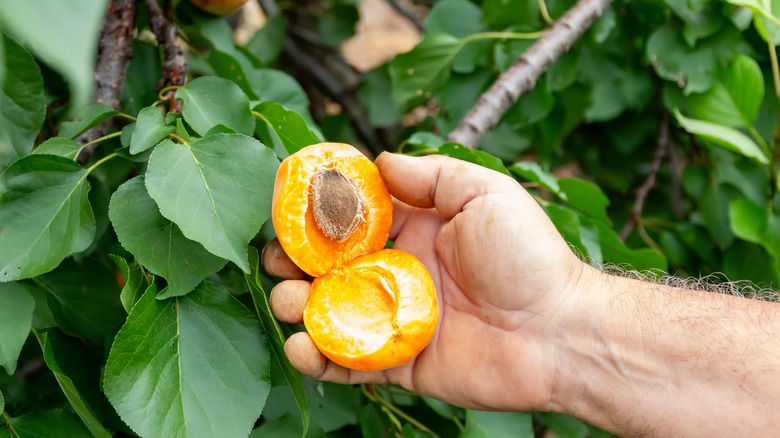 Male hand holding a halved peach with the pit exposed