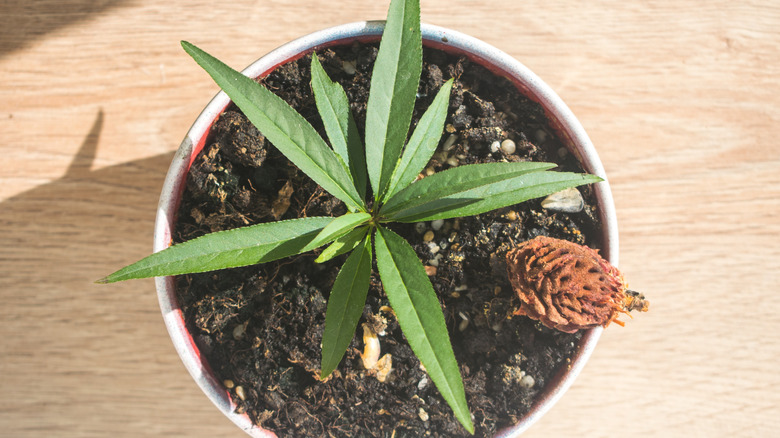 Small peach tree growing in a white pot