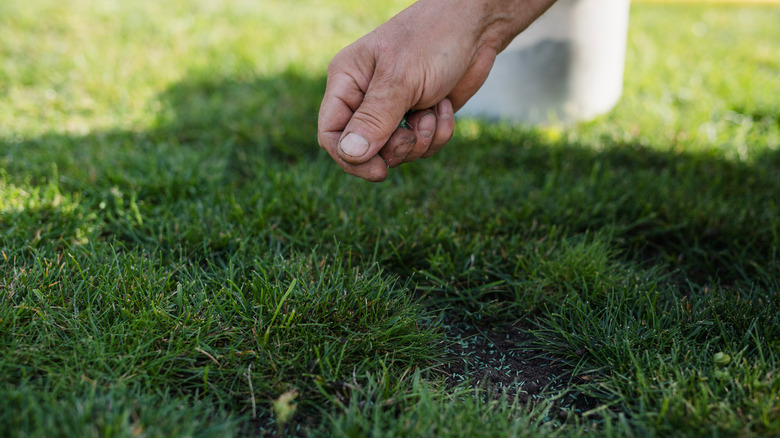 Filling in bare patches on a lawn