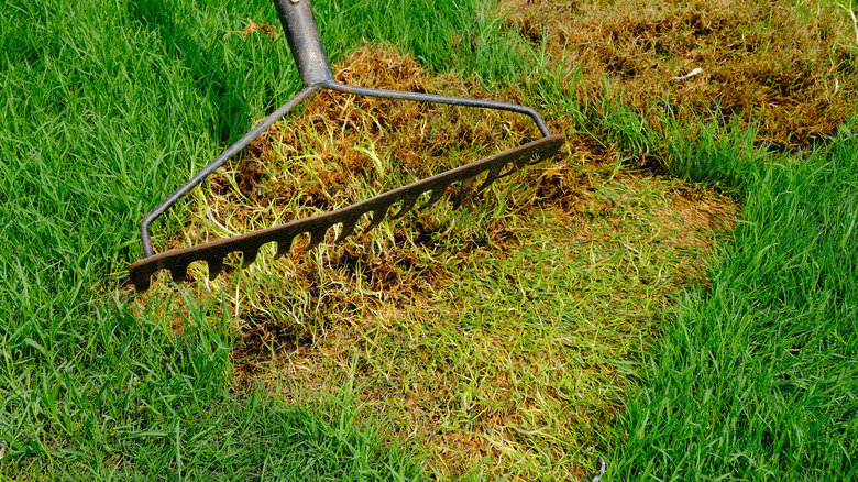 Dead spot on lawn that needs patching