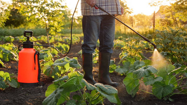 spraying vegetables with pesticide