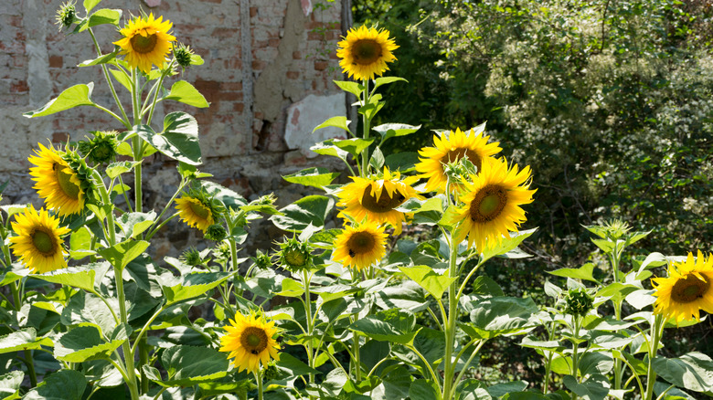 A patch of yellow sunflowers behind a house