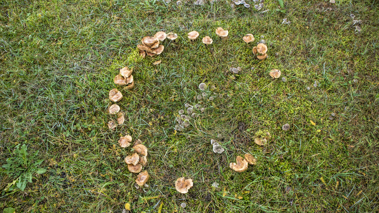 a fairy ring of mushrooms growing on grass