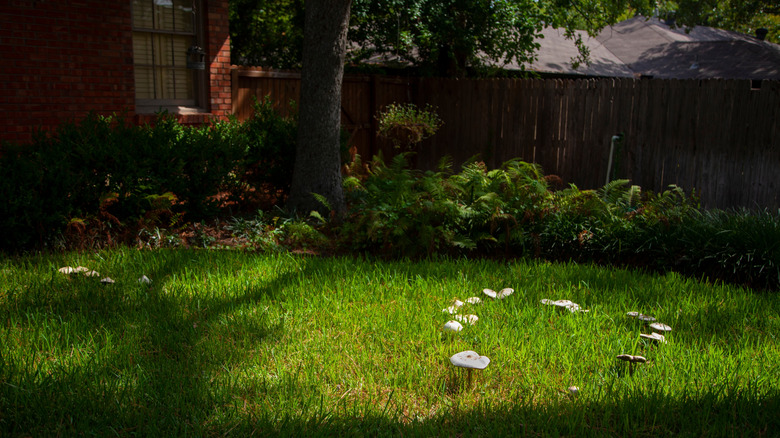 small fairy ring in a backyard