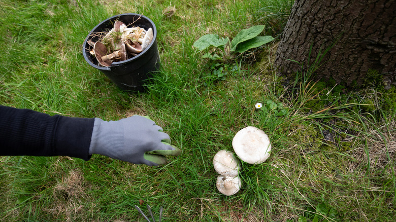 hand removing mushrooms from a yard