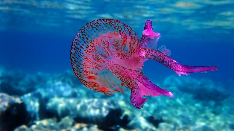 Pink jellyfish floating in ocean