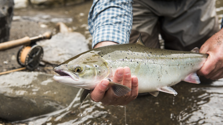 Person in river, holding small Atlantic salmon caught in Canada