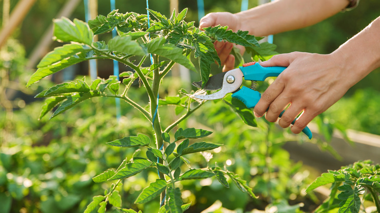 Person pruning tomato plant