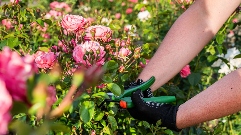 Gardener trimming roses
