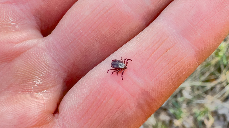 Macro of someone holding a tick