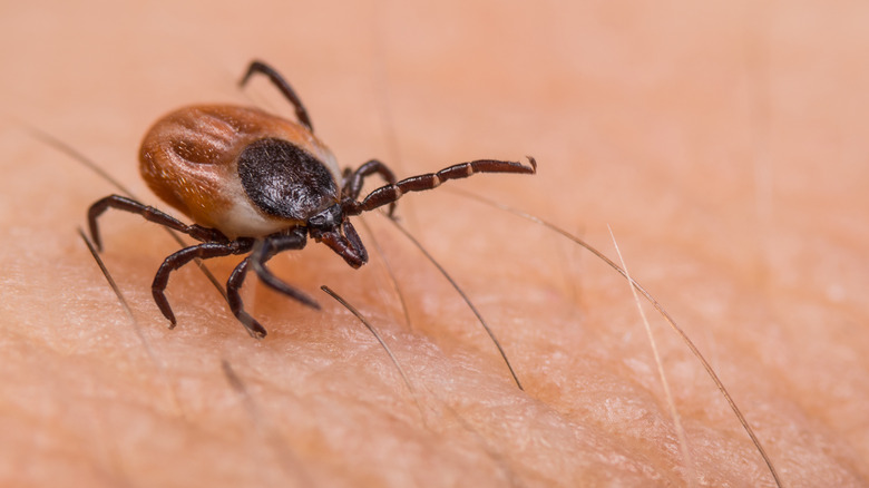 Macro of black-legged tick known to cause anaplasmosis