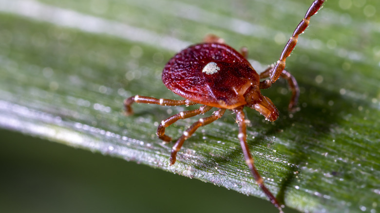 Lone star tick on a blade of grass