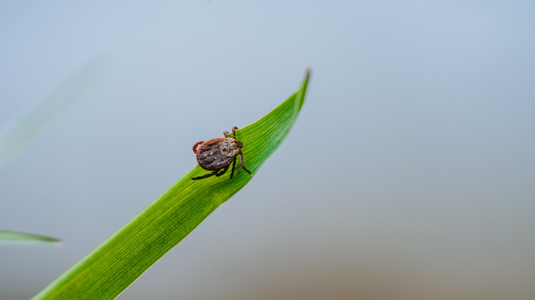 Tick crawling on leaf