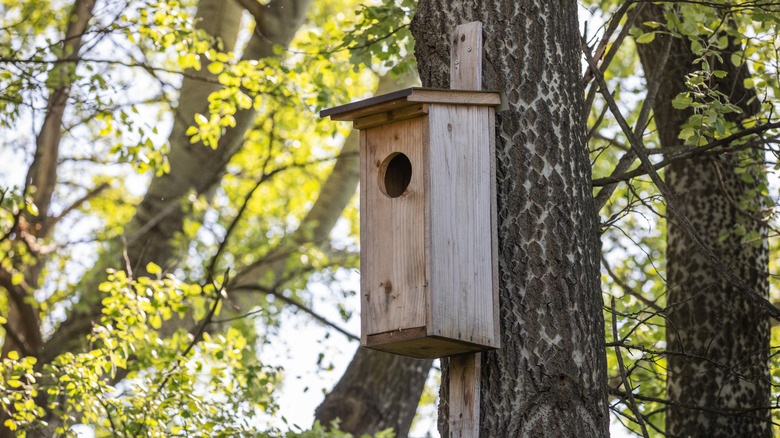 A vacant owl box hangs up in the woods