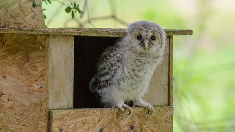 Young owl in nest box