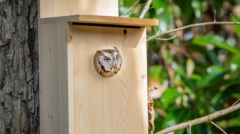 An owl pokes its head out of an owl box fixed to a tree