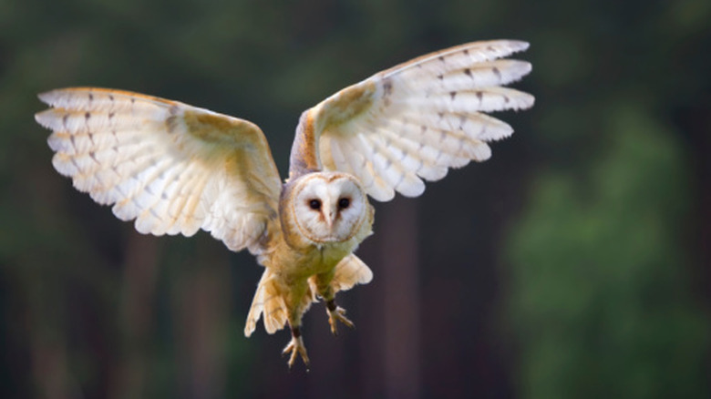 An owl flying through an open area