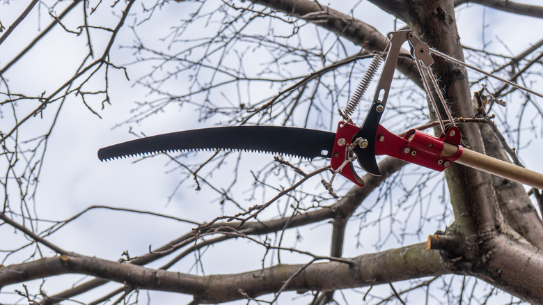 Close up view of a manual pole saw against the bare branches of a tree.
