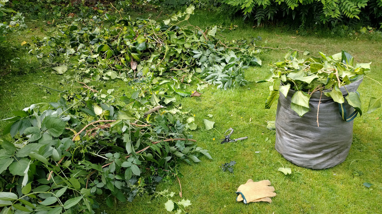 Image of branches and vines collected from a recent pruning job, with shears and gloves lying on green grass.