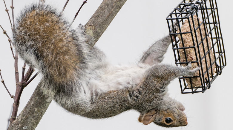 squirrel eating suet from feeder