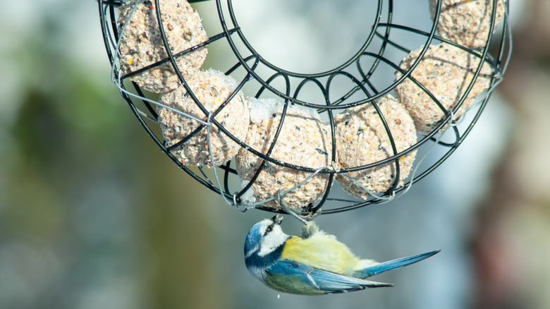 Why Do Birds Eat Suet: Surprising Benefits for Feathered Friends