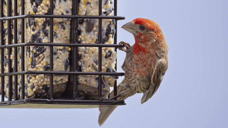 A finch on a suet feeder