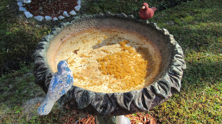concrete birdbath that needs to be cleaned