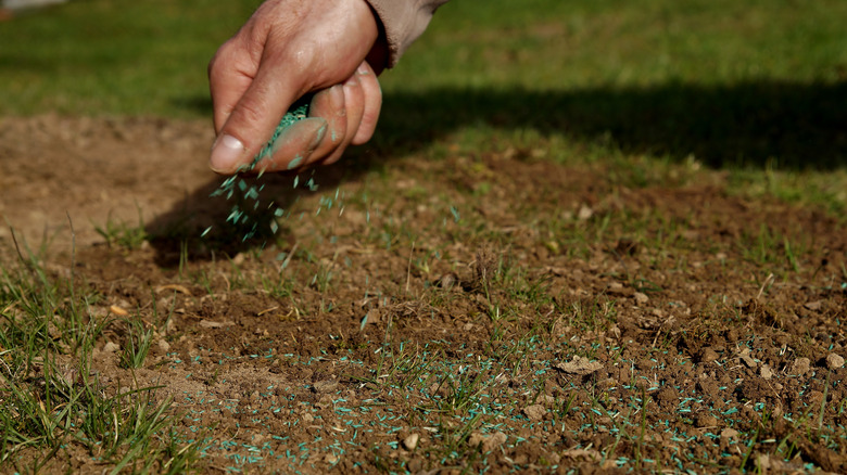 spreading grass seed by hand