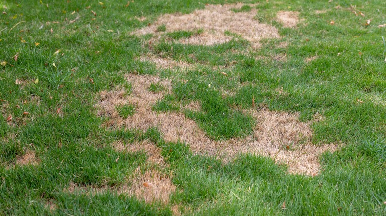 brown patches in lawn