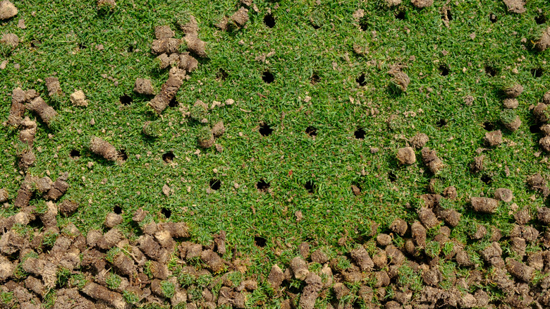 A patch of aerated lawn with soil cores
