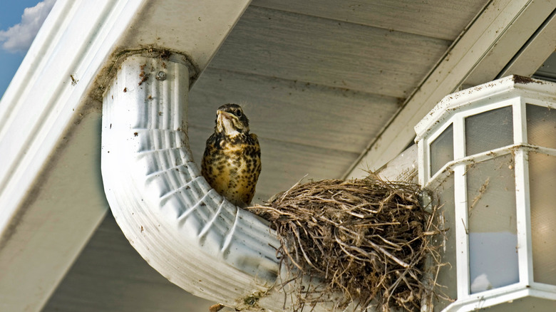 Bird nest made on a gutter