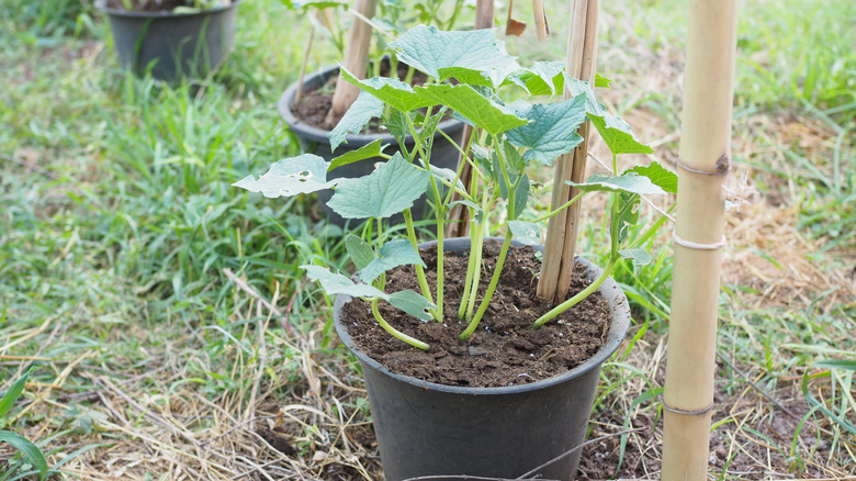 Cucumber seedlings growing in pots