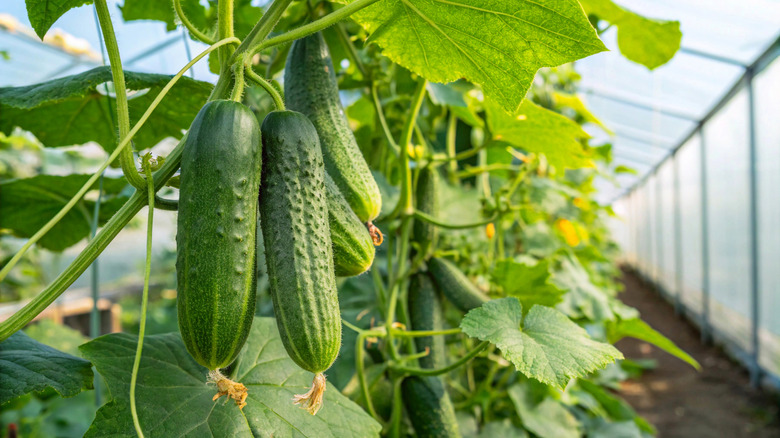 Cucumber plants growing in a greenhouse