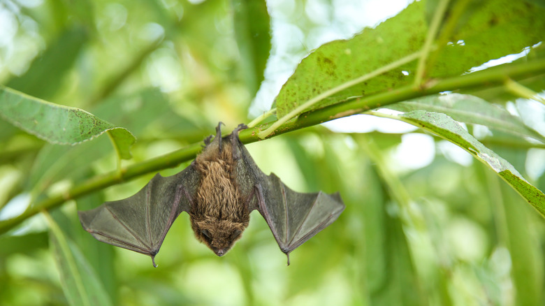 Bat hanging from green branch