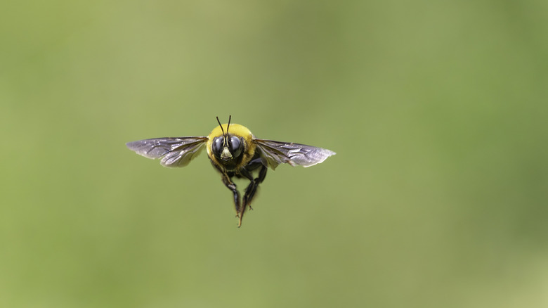 Carpenter bee hovering