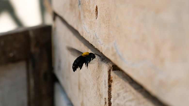 Carpenter bee hovering near wood