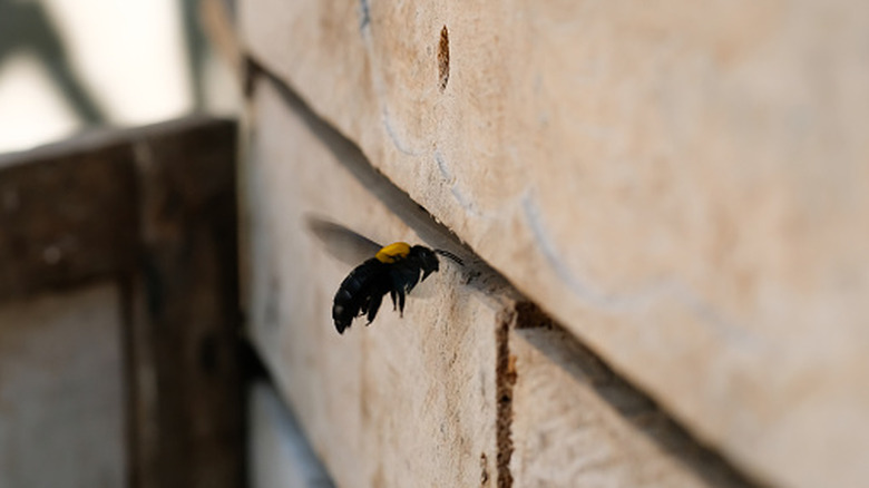 Carpenter bee hovering near wood