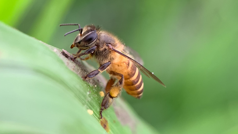 Honey bee on a leaf