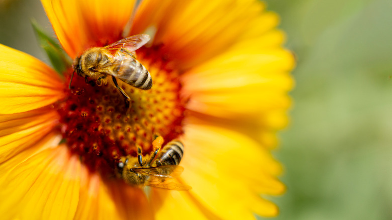Bees on a flower