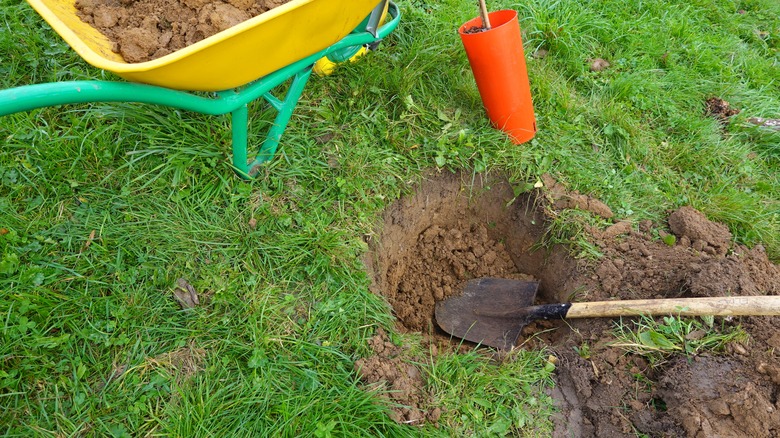 digging hole to plant tree