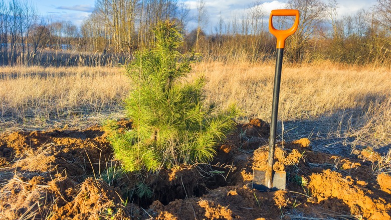 a small conifer tree sits in a freshly-dug hole
