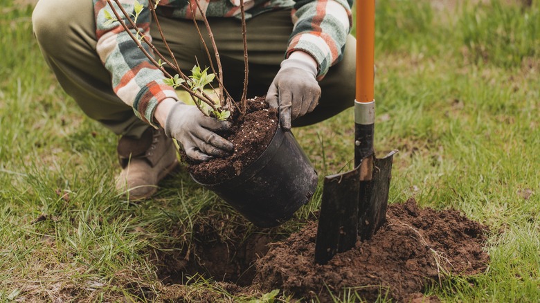 a gardener transplants a small shrub