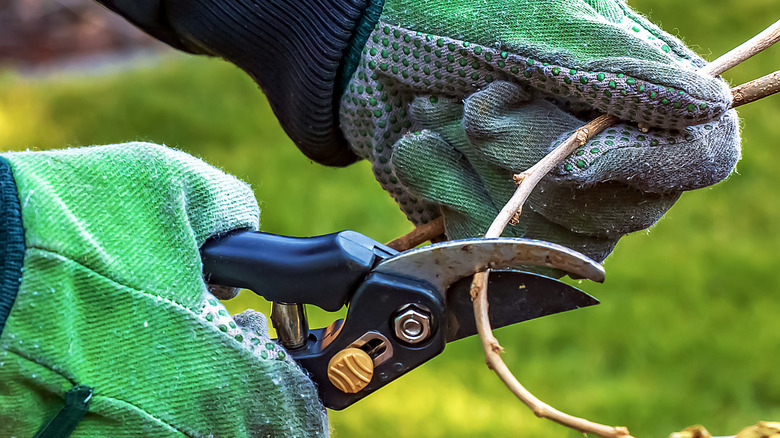 Pruning a dead branch